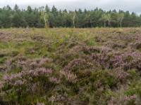 Blühende Besenheide bis zum Waldrand
